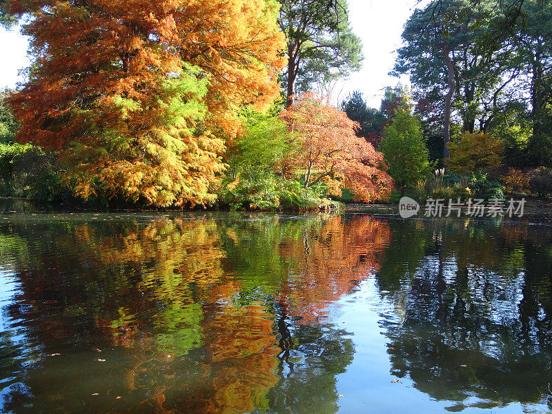 秋树/秋叶池，日本枫树(槭树-掌叶)/柏树(taxodium)